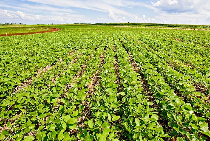 Rea De Soja Na Safra Do Brasil Tem Potencial De Crescimento De