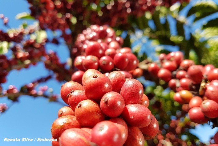 Caf Indicador Do Robusta Avan A Portal Do Agroneg Cio