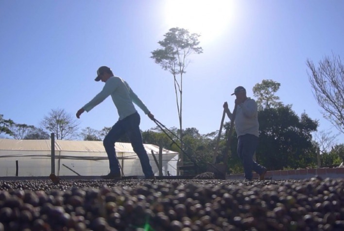 Colheita De Caf Robusta Ganha Ritmo Portal Do Agroneg Cio