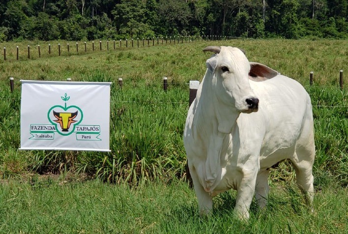 Leilão Fazenda Tapajós e Convidados tem grande oferta de animais Nelore