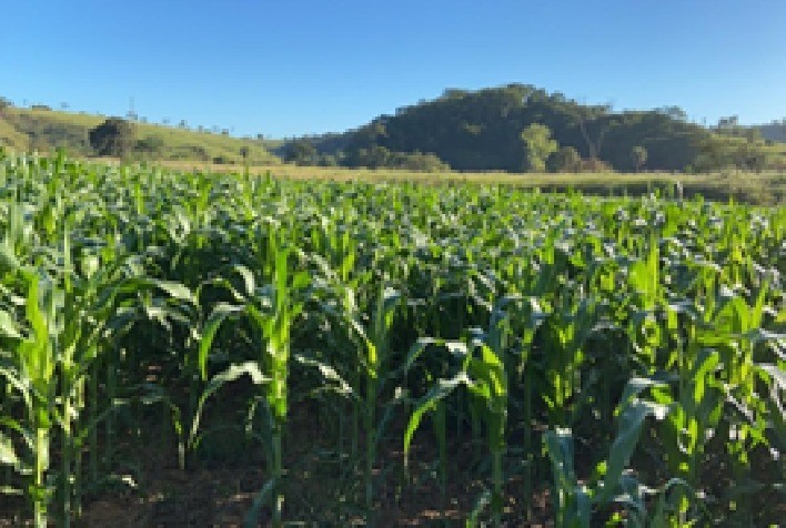 A importância da cultura do milho para o manejo de plantas daninhas