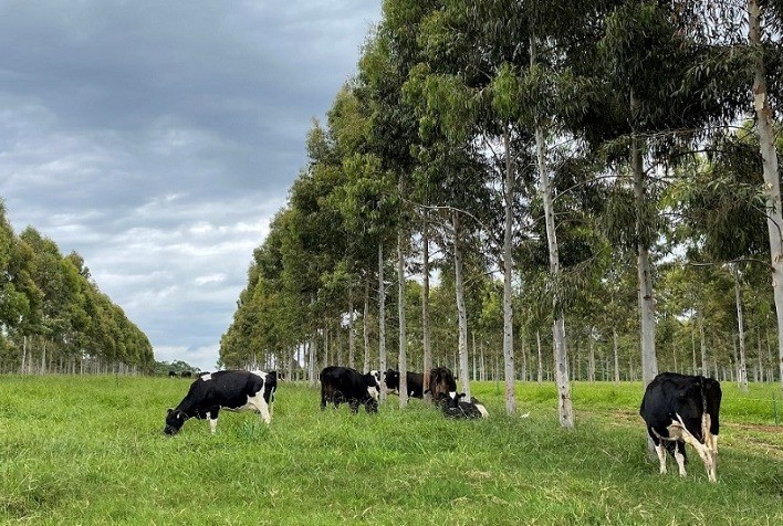 Nestl E Embrapa Anunciam Parceria Para Jornada De Inova O Net Zero Na