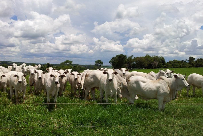 Cotação da arroba do boi e da vaca aumenta em Mato Grosso Portal do