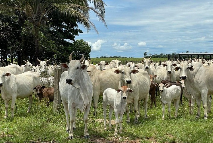 Conhe A As Doen As Parasit Rias Bovinas Mais Comuns No Brasil