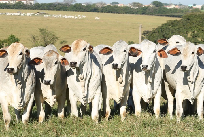 Queda na cotação da novilha em São Paulo Portal do Agronegócio