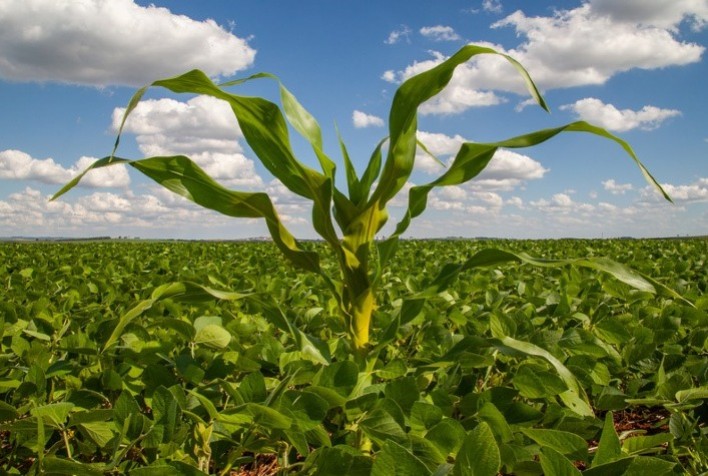 Campanha Tiguera De Milho Zero Secretaria De Agricultura Alerta Sobre