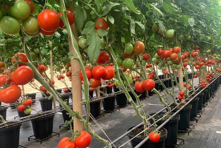 Cultivo De Tomate Protegido Sem Solo Tem Bons Resultados Portal Do