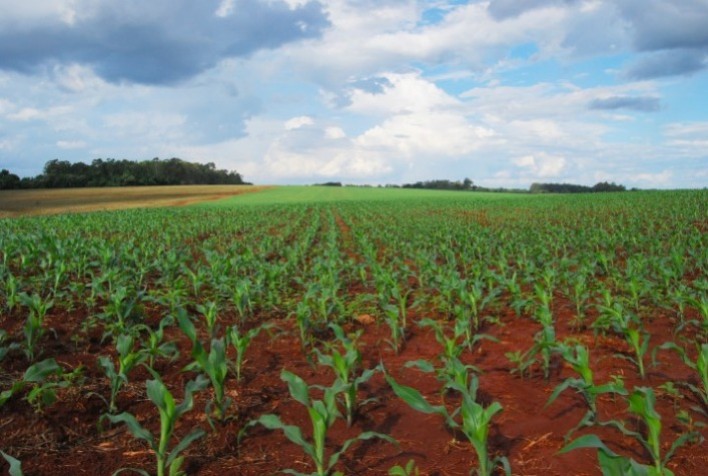 AgRural Plantio da safrinha 2023 cobre 1 da área estimada para o