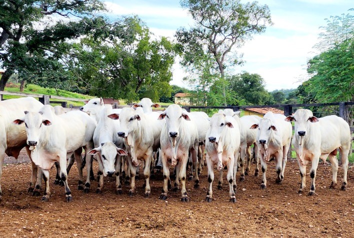 Reprodutores E Novilhas Nelore De Grande Qualidade Gen Tica Foram