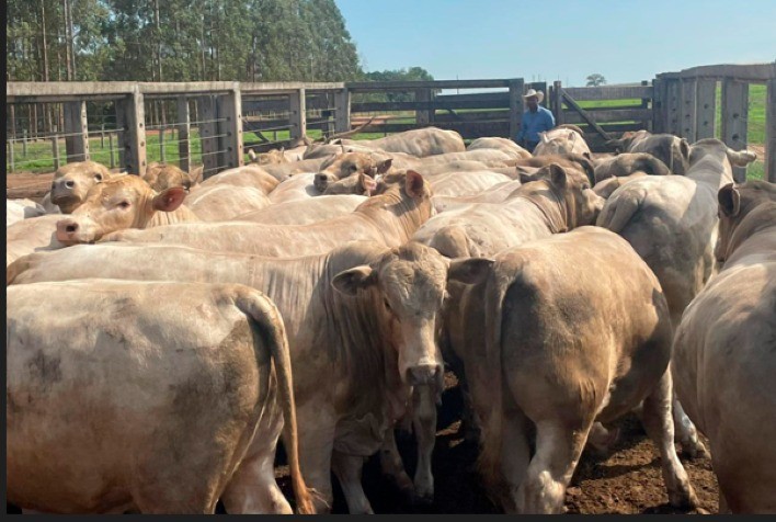 Melhoramento Gen Tico Transforma Fazenda De Goi S Em Modelo De Sucesso