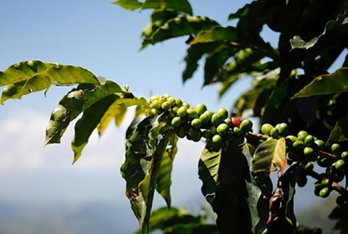 Café Entenda quais são os danos potenciais do clima no Vietnã à safra