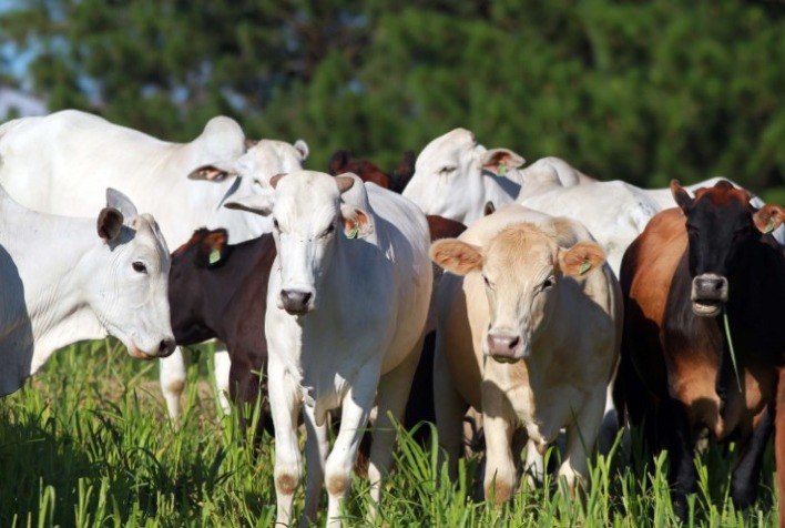 Alta Nos Pre Os Da Vaca E Novilhas Gordas Portal Do Agroneg Cio