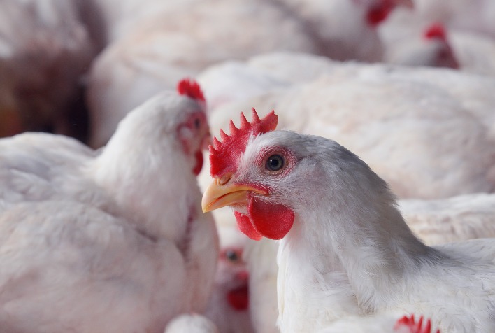 Desempenho Do Frango Vivo Em Junho E No Primeiro Semestre De