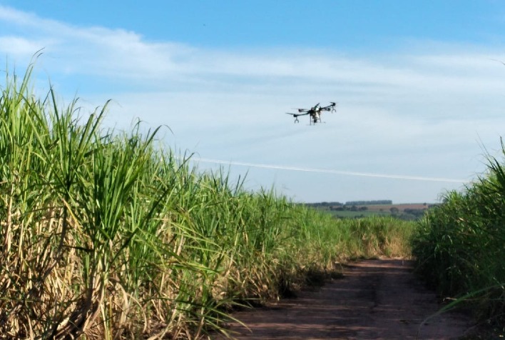 Sipcam Nichino Brasil apresenta portfólio de soluções para cana de