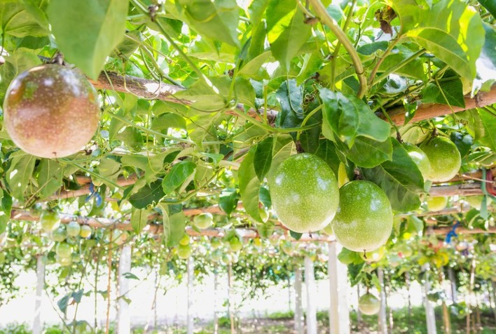 Veja como montar estrutura para plantar maracujá Portal do Agronegócio