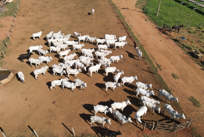 Fazenda Mato Grossense Tem 25 De Ganho De Produtividade