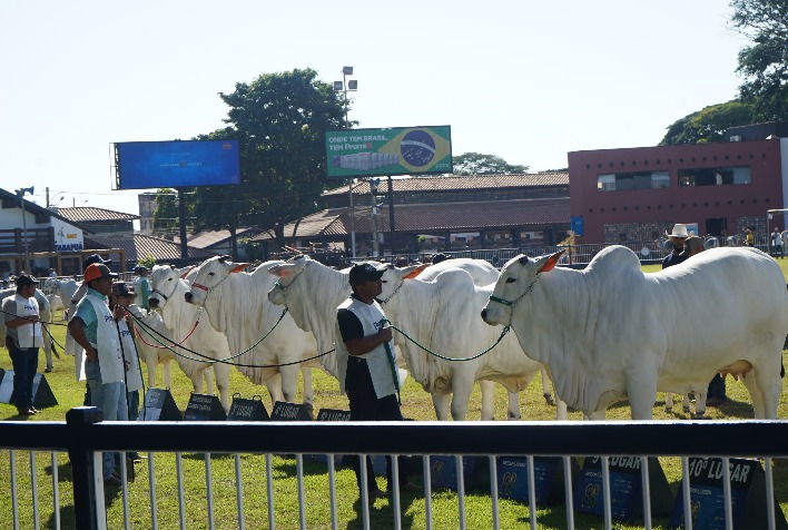 Os Melhores Da Ra A Nelore Na Expozebu Em Uberaba Portal Do