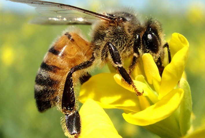 Conceito de apicultura o apicultor cuida das abelhas as