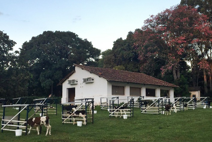 Conheça o Clube de Criação de Bezerros