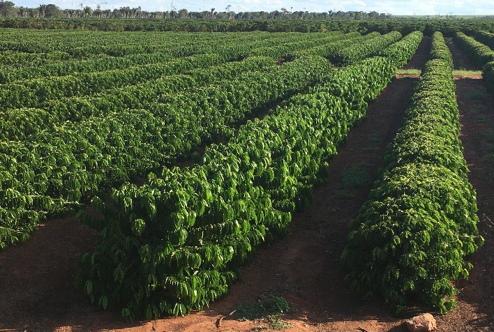 Projeto de Café Conilon Nutrirrigado por Gotejamento Enterrado na