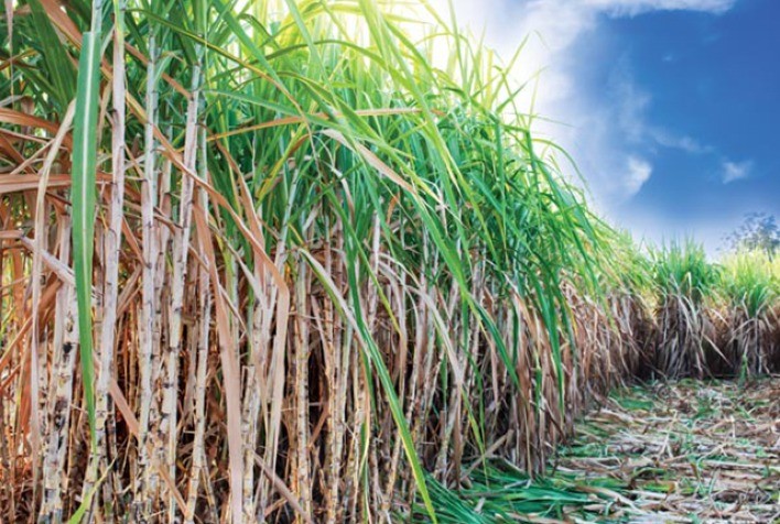Produção de açúcar da Tailândia deve diminuir 5% em 2020/21, diz USDA