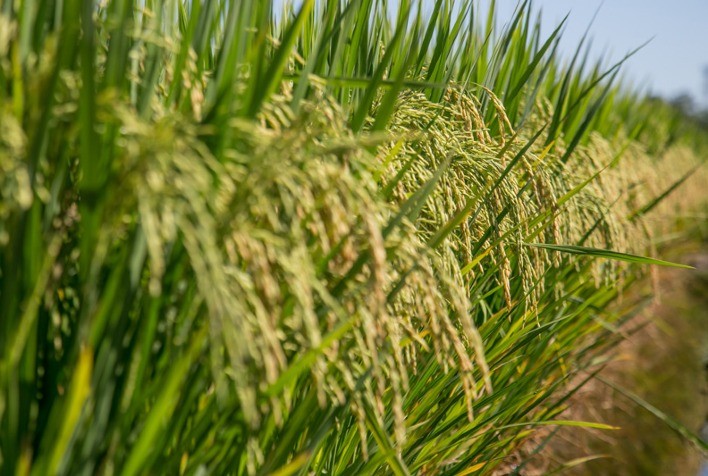 Produção de arroz crescerá em Mato Grosso e Conab aponta ‘inédita’ comercialização antecipada