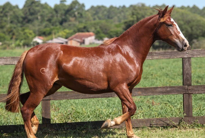 Leilões terão transmissão do Lance Rural