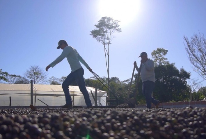 Pesquisa desenvolve primeiros cafés híbridos para a Amazônia - Portal  Embrapa