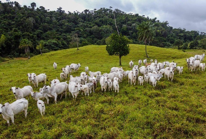 Leilões - Lance Rural