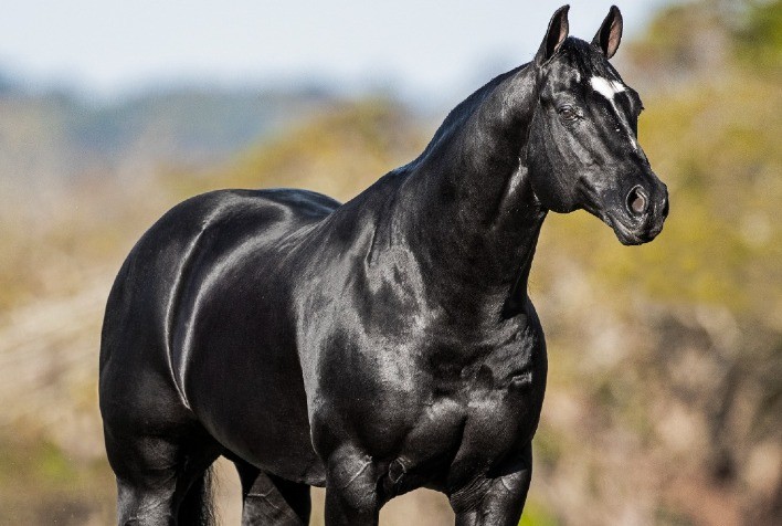 Cavalos: criação movimenta o agronegócio brasileiro