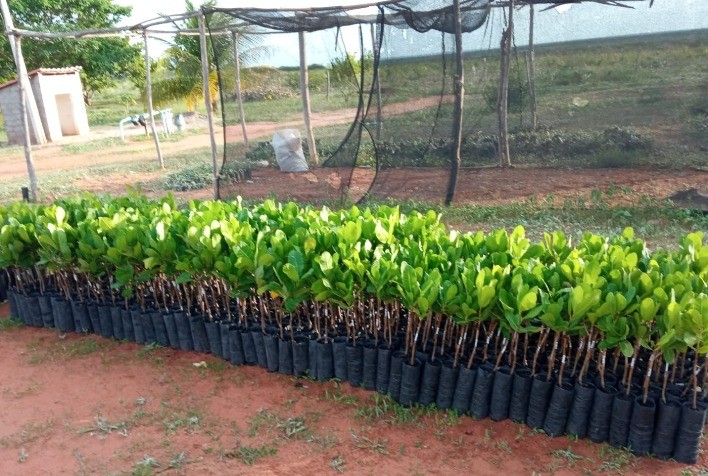 Defensivos registrados no Ministério da Agricultura para a cultura do caju