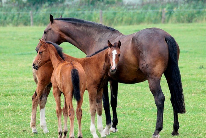 Acessórios para cavalos  Garanta que tem tudo o que precisa