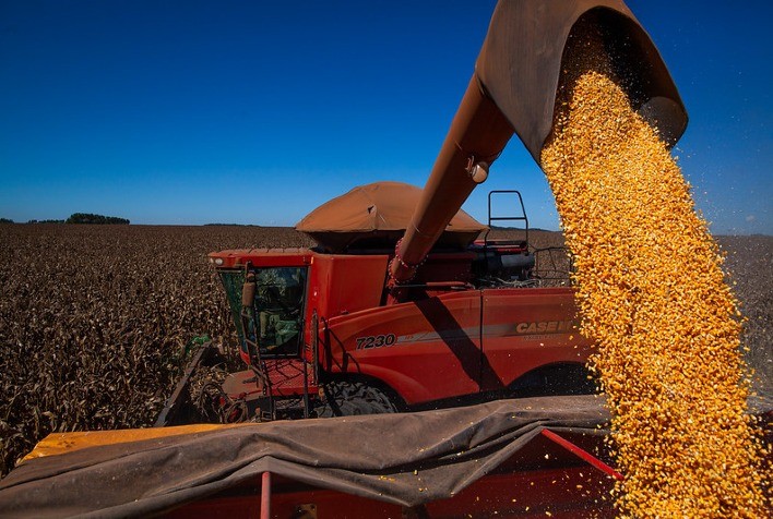 Colheita de milho de verão 2021/22 atinge 44,8% no Brasil – SAFRAS