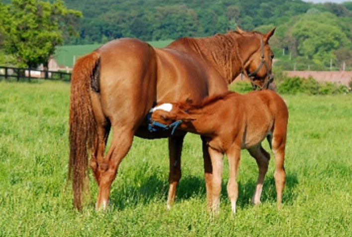 Você sabe o quanto seu cavalo come?