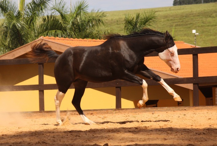 Você sabe o que é um cavalo puro sangue? Descubra aqui!