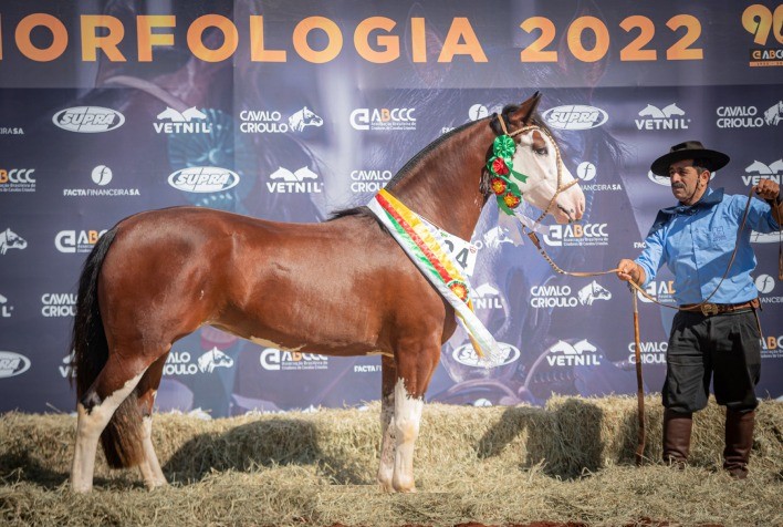 Acessórios para cavalos  Garanta que tem tudo o que precisa