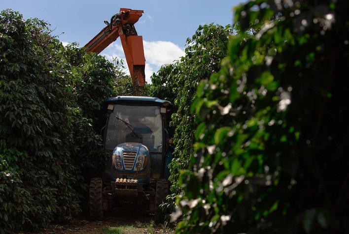 Mercado de café: preços fracos para arábica e firmes para conilon no Brasil