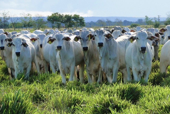 MT possui o maior rebanho bovino do país pelo sexto ano