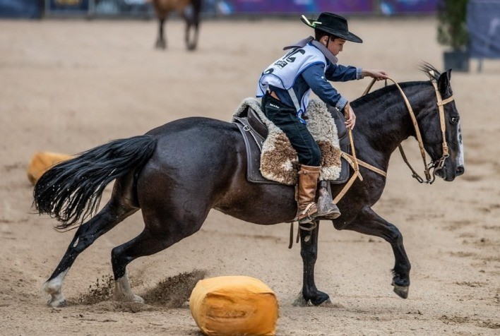 ABCCC - Cavalo Crioulo - A raça perde mais um representante. Morreu hoje  (24/2) o garanhão Macanudo do Itapororó. Em sua trajetória, o cavalo -  nascido em 2001 - se destacou pela