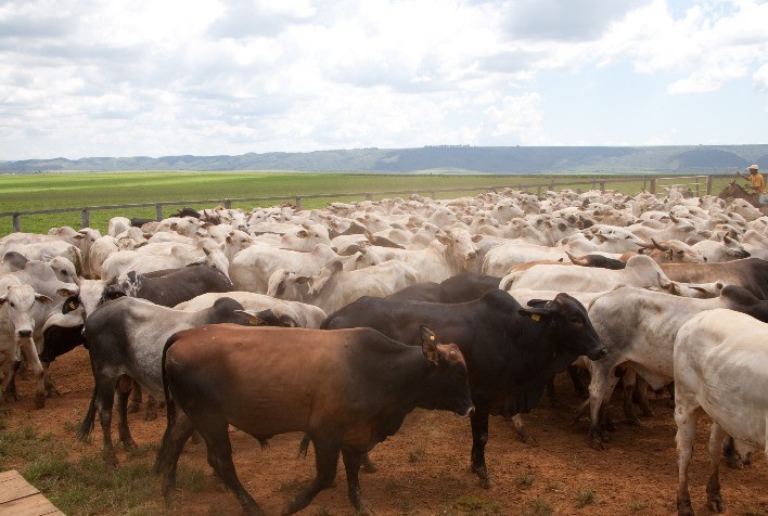 MT possui o maior rebanho bovino do país pelo sexto ano