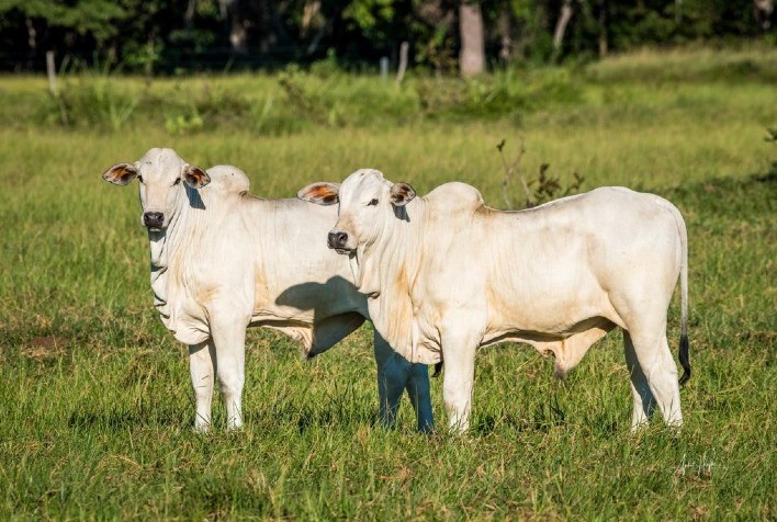 Novilho Precoce MS promove compra coletiva e diminui custo de produção na pecuária