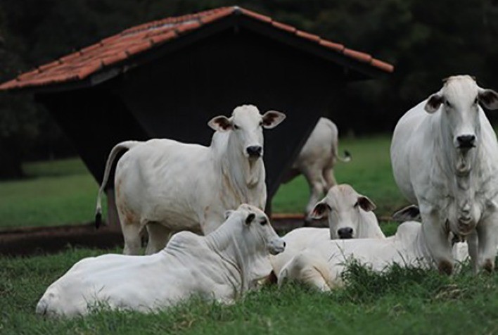 Cargill cria parceria com AgriWebb e traz o melhor software de gestão do gado a pasto para o Brasil