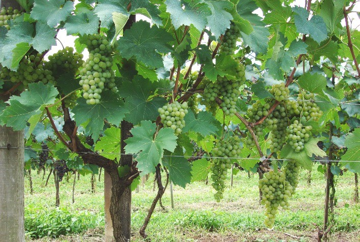 Vinhos sustentáveis ganham espaço no mercado internacional