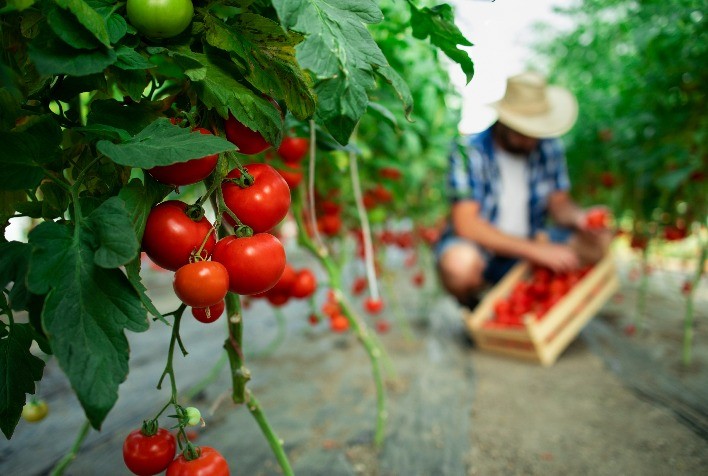 Projeto espanhol combaterá praga do tomate