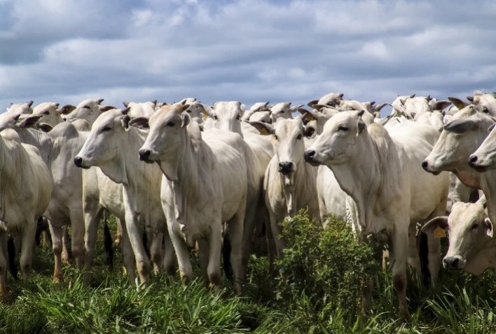 Preço do boi vivo atinge participação de 52,1% sobre a carne bovina no varejo em março