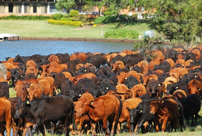 Produtores ganham mais prazo para regularizar uso de áreas no Bioma Pampa