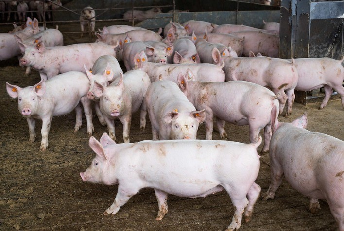 Preço do suíno vivo na região Sul apresenta evolução no decorrer do primeiro trimestre