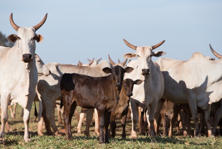 Queda na arroba da vaca em Mato Grosso atinge maior patamar na década