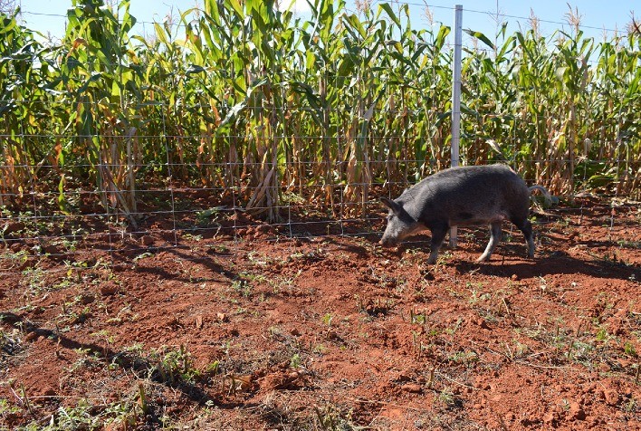 Proteção de lavouras e preservação de animais silvestres são focos da Belgo Arames no Show Rural 2024
