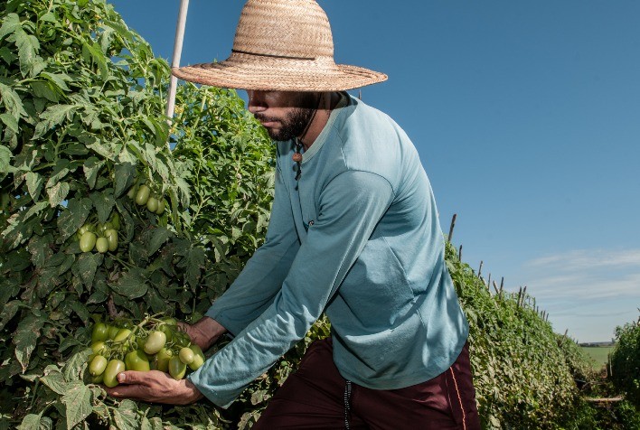 Produção de sorgo e tomate deve crescer em Goiás, aponta IBGE